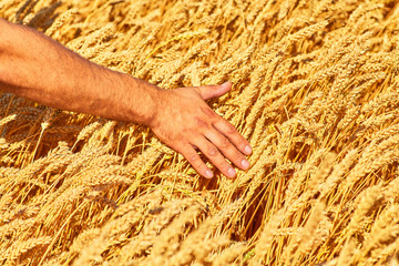 Wheat field and male hand holding cone