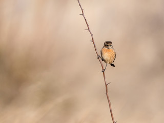 Stonechat Perched on a Spiky Twig