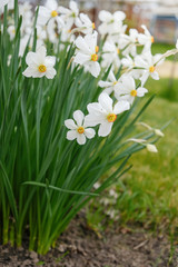 Flowering daffodils in the garden in the spring.