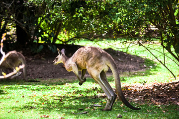 slow jumping kangaroo