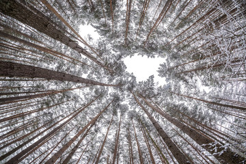 Looking up into winter forest. Trees growing in the sky
