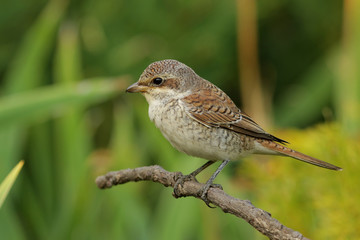 sparrow on a branch