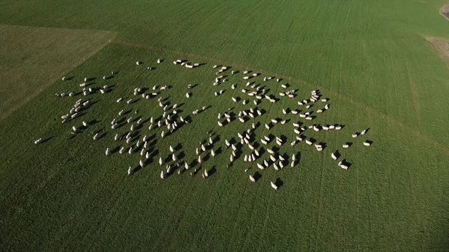 Schafherde in der Eifel, kein wolfssicherer Zaun