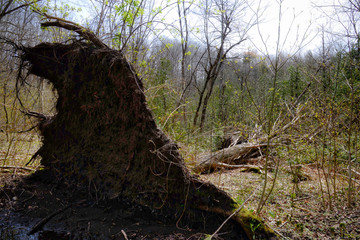 Tree roots exposed in the forest