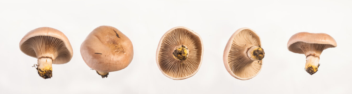 Agaricales 이미지 찾아보기 3,436 스톡 사진, 벡터 및 비디오 Adobe Stock