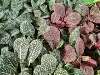 Green leaves Fittonia with contrasting white or pink veins. Natural green background leaves