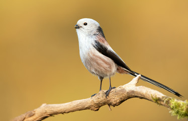 Long tailed tit (Aegithalos caudatus)