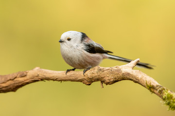 Long tailed tit (Aegithalos caudatus)