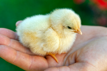 Newborn chick in a hand