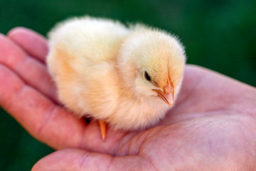 Newborn chick in a hand