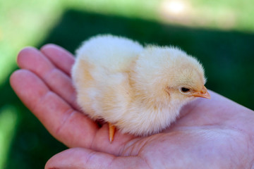 Newborn chick in a hand