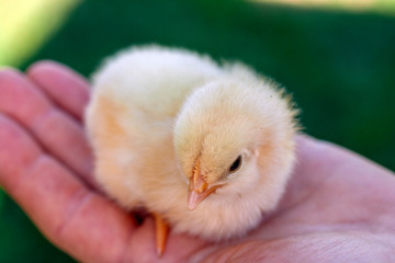 Newborn chick in a hand