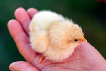 Newborn chick in a hand