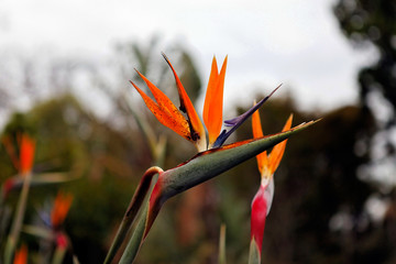 tropical flower strelitzia