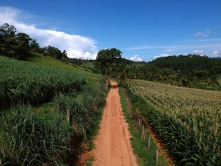 Fototapeta na wymiar Corn plantation in the countryside. Planting in Minas Gerais. 2020 harvest. Aerial view. Country road, ground.