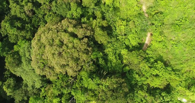 Drone footage of trees growing in forest, Tayrona National Park, Colombia
