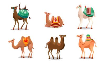 Set of funny cute camels with colorful blankets vector illustration