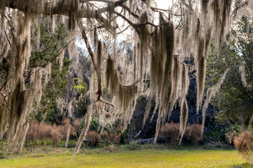 Spanish moss hanging from a live oak tree on Sapelo Island in the lowcountry of coastal Georgia, USA.