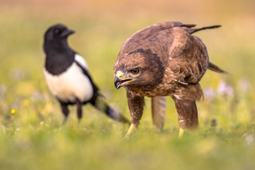 Buzzard feeding in grass