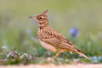 Crested lark side view