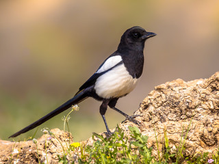 Eurasian Magpie perched