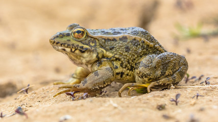 Iberian water frog