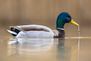 Male Wild Mallard Duck swimming