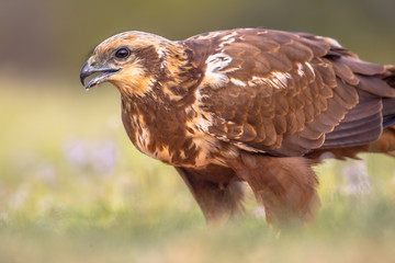 Marsh harrier female close up