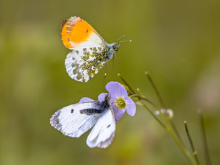 Orange tip butterflies mating