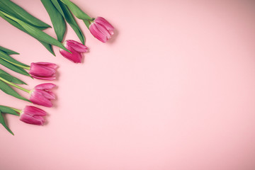 Spring tulips lie on a beautiful pink background. Background for International Women's Day.