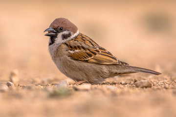 Tree sparrow foraging