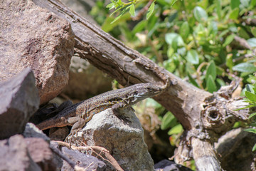 Lizard sitting on a stone