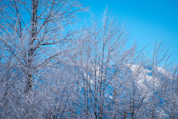 Winter Mountain landscape at the Rosa Khutor ski resort in Sochi, Russia. Trees in hoarfrost against a beautiful morning sky in a frosty morning