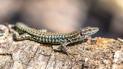 Fototapeta premium Tyrrhenian wall lizard