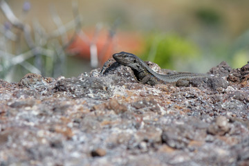 Lizard with blurry Background