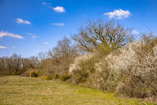 Trees and blossoming bushes in March