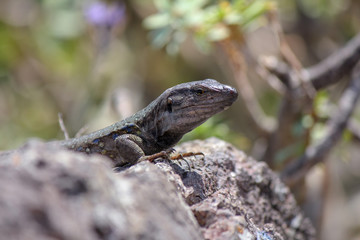 Head of a Lizard