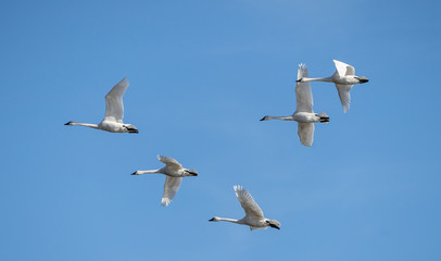 Tundra swans (cygnus columbianus) flying against blue sky