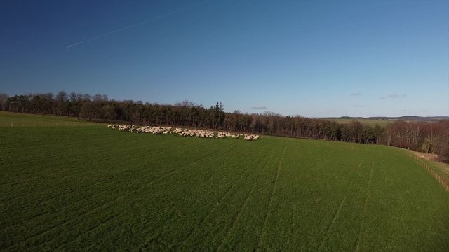 Schafherde in der Eifel, kein wolfssicherer Zaun