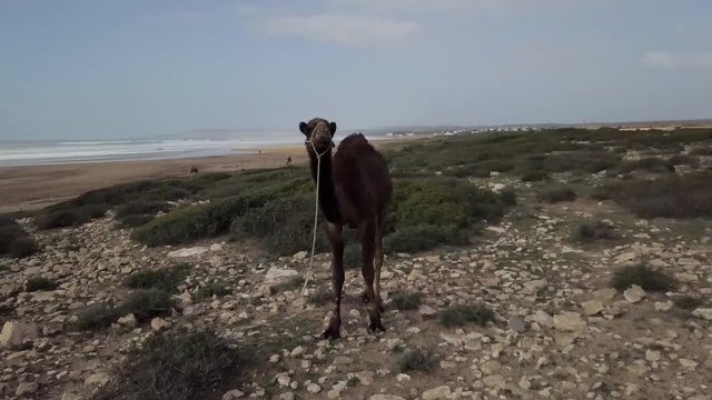 Handheld shot of camel standing by beach against sky, Sidi Ifni, Guelmim-Oued Noun, Morocco