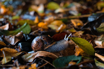 Caracol en la selva