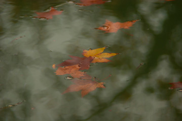 Autumn leaves carried away by the river under the rain