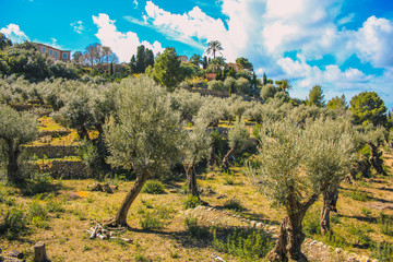 view of an olive tree plantation in the spanish village Deia, Mallorca, Spain