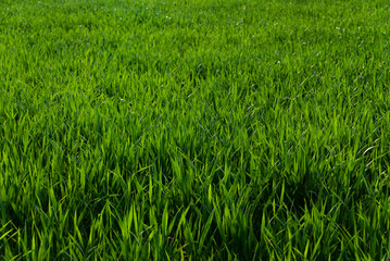 Grassin Southern Italian countryside (Basilicata)