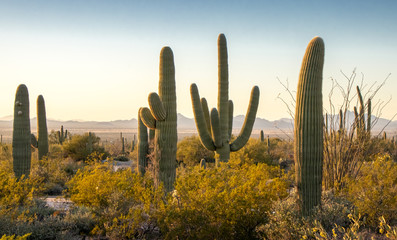Saguaro National Park - Tucson, Arizona, USA