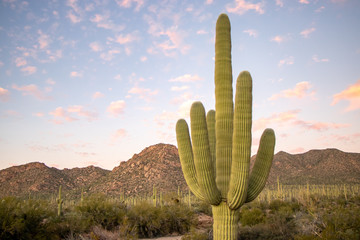 Saguaro National Park - Tucson, Arizona, USA