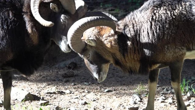 Fighting mouflon in the wild 2