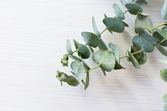 Eucalyptus gunnii - cider leaves, green