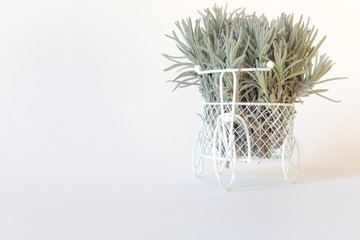 White miniature Bicycle decorated with green lavender branches on a white background. Aromatherapy. The dried flowers
