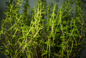 thyme, a plant with a pleasant smell, which grows in the form of a bush. Photo with thyme in the pot